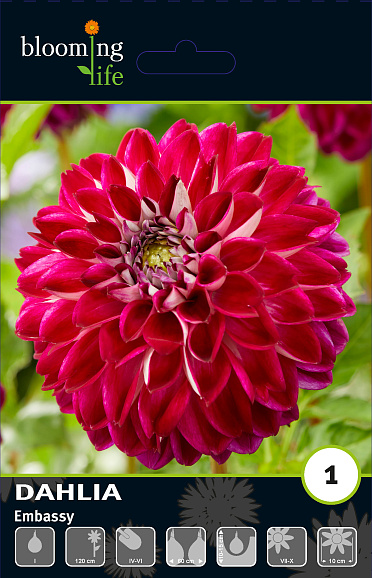 Георгина декоративная Эмбесси