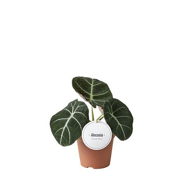 Alocasia Black Velvet