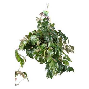 Cissus Ellen Danica Hanging