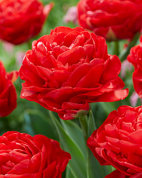 Тюльпан махровый ранний Памплона