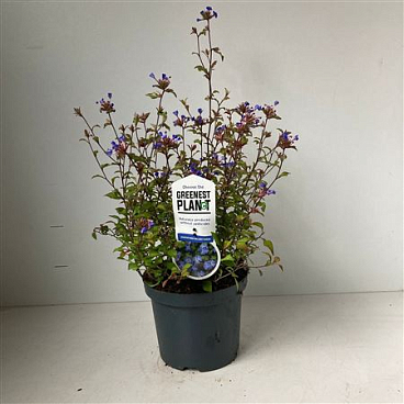 Ceratostigma Willmottianum