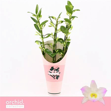 Dendr Nob 3st Kumiko Orchid Collection