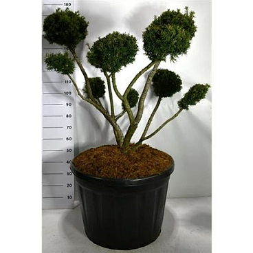 Taxus Media Farmen