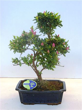Rhododendron Indicum, 29 Cm Shape, Without Drip Tr