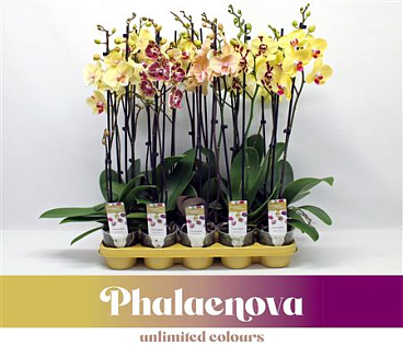 Phal 2st Yellow Mix 18+ (phalaenova)