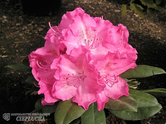 Рододендрон гибридный Германия