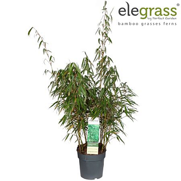 Fargesia Murieliae Early Green