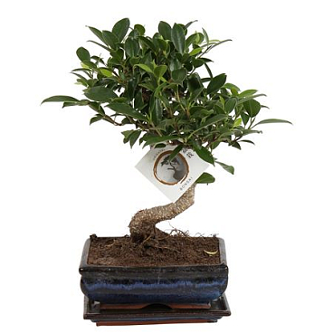 Ficus Retusa In Ceramic S-shape Wit