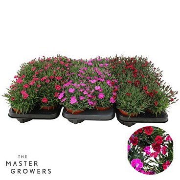 Dianthus Pillow Mix