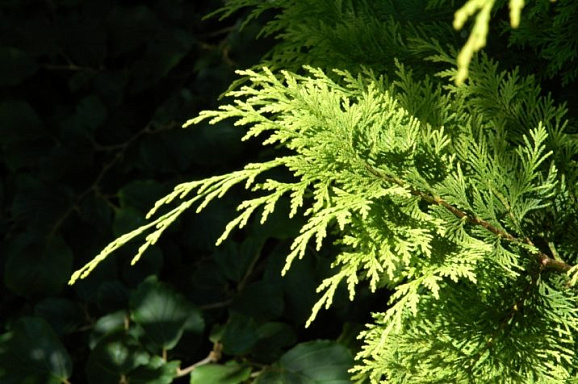 Кипарисовик лоусона Стардаст