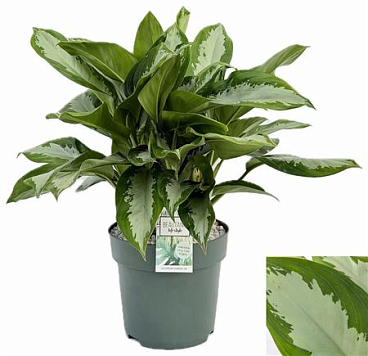 Aglaonema Diamond Bay