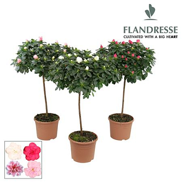 Azalea Flandresse On Stem Mix