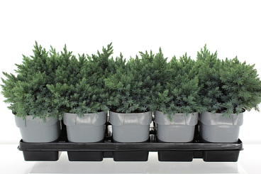 Можжевельник чешуйчатый Блу Стар