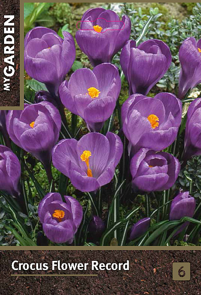 Крокус крупноцветковый Флауэр Рекорд
