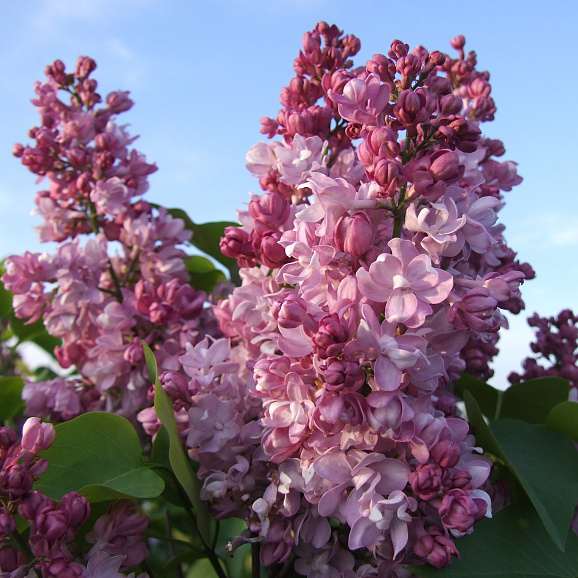 Сирень обыкновенная Первый Поцелуй