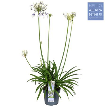 Agapanthus Fireworks