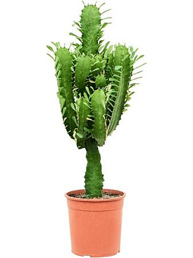 Euphorbia Acruensis