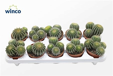 Notocactus Magnificus (group)