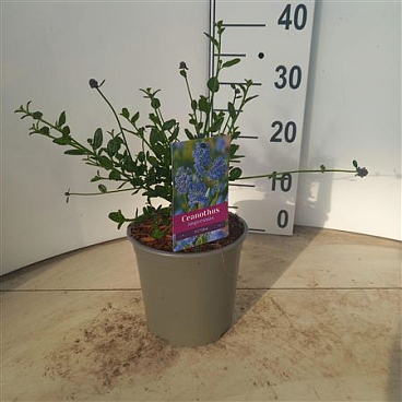 Ceanothus Impressus Victoria