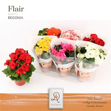 Begonia Mix