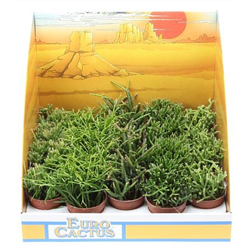 Rhipsalis Mix In Showbox