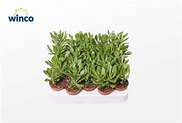 Monadenium Stapeloides