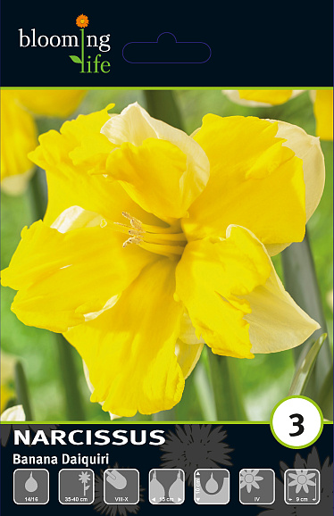 Нарцисс орхидный Банана Дайкири
