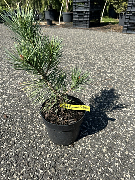 Сосна обыкновенная Ауреа