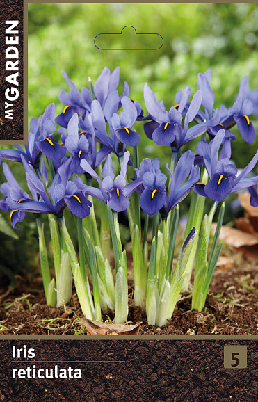 Ирис сетчатый