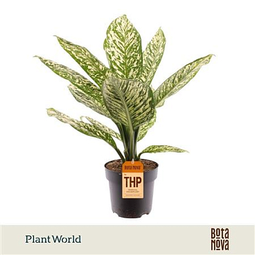 Dieffenbachia White Etna
