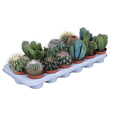 Кактус Микс