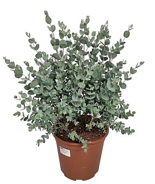 Eucalyptus Gunnii Bush