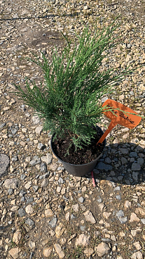 Можжевельник казацкий Блю Данубе