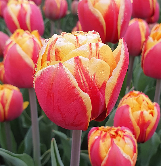 Тюльпан махровый поздний Живанши