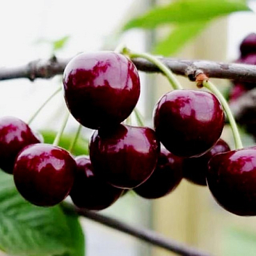 Вишня обыкновенная Ливенская