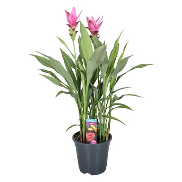Curcuma Siam Supreme 3+