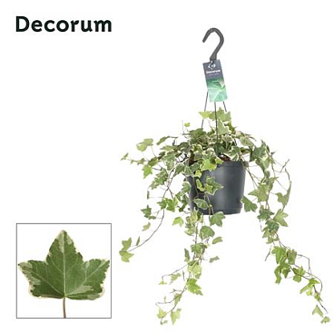 Hedera Helix Eva Bont