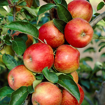 Яблоня домашняя Лобо | Оптовая цветочная компания «Флора Групп» Яблоня домашняя Лобо