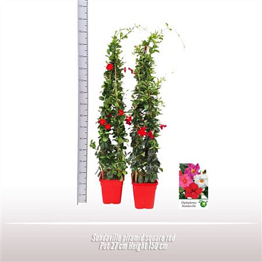 Mandevilla Pyramid Mix