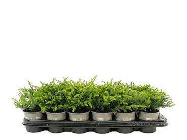 Juniperus Comm Goldschatz