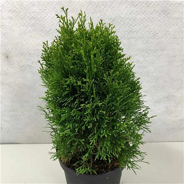 Thuja Occ Kraznal