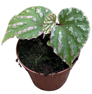 Begonia Cream Powder