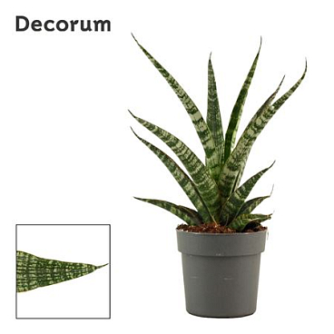 Sansevieria Tiger Crown (dec)