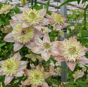 Клематис цветущий Шамшел