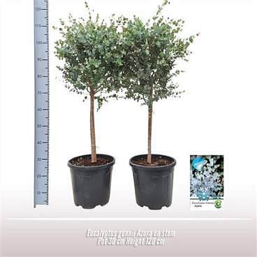 Eucalyptus Gunnii Azura On Stem