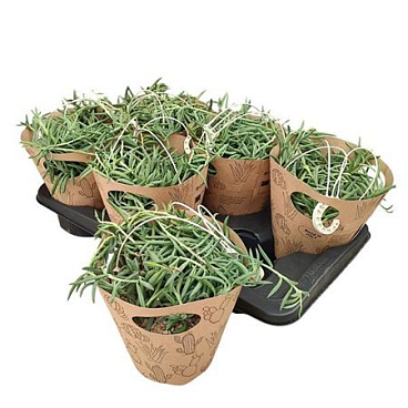 Senecio Radicans In Hanging Basket