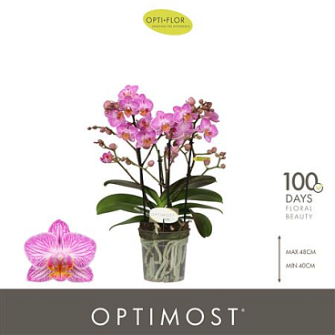 Phal 4st Optimost Honeybee 40+ (opti)