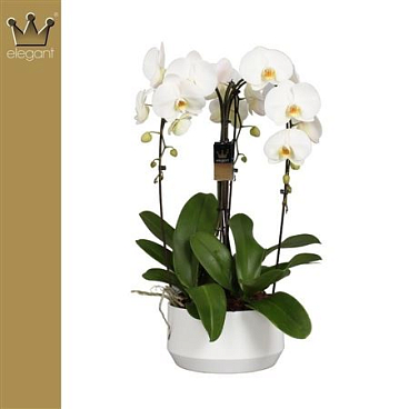 Phal 3st Crown White (bernhard)