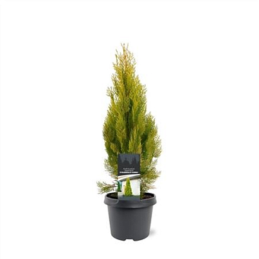 Platycladus Or Pyramidalis Aurea