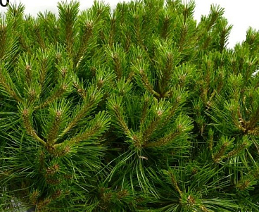 Сосна густоцветковая Лоу Глоу